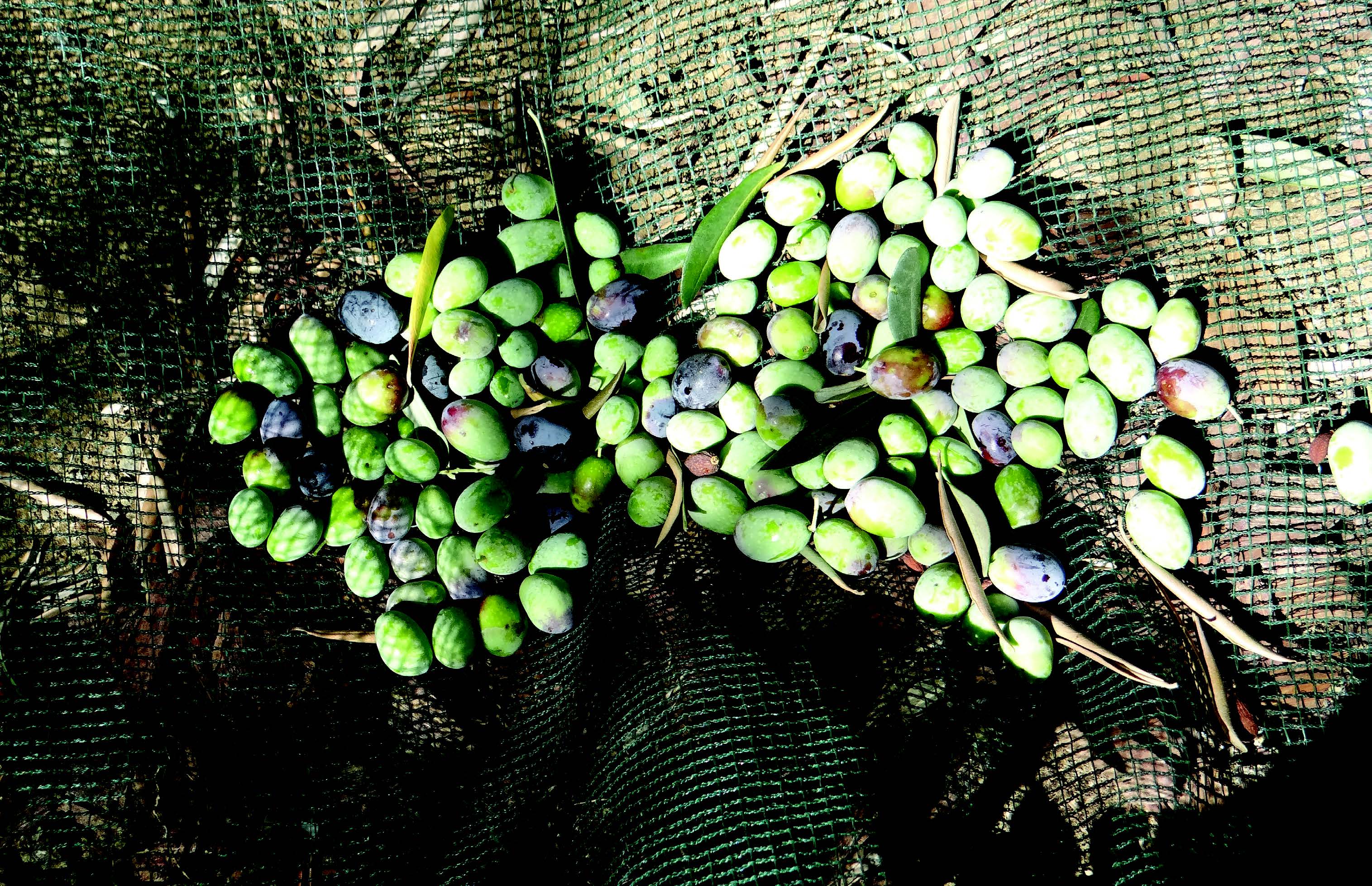 Olive Oil Harvest