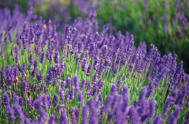 lavender