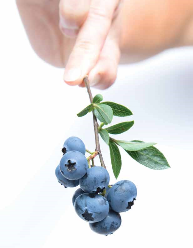 blueberries 1