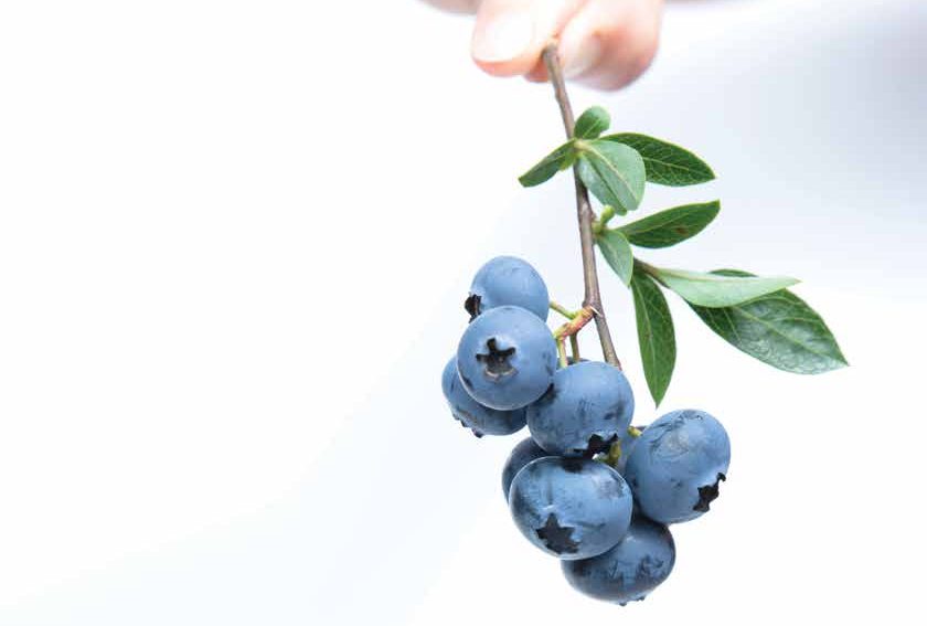 The Health Benefits of Blueberries