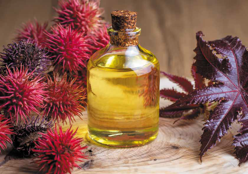 The Beautiful Benefits of Castor Oil