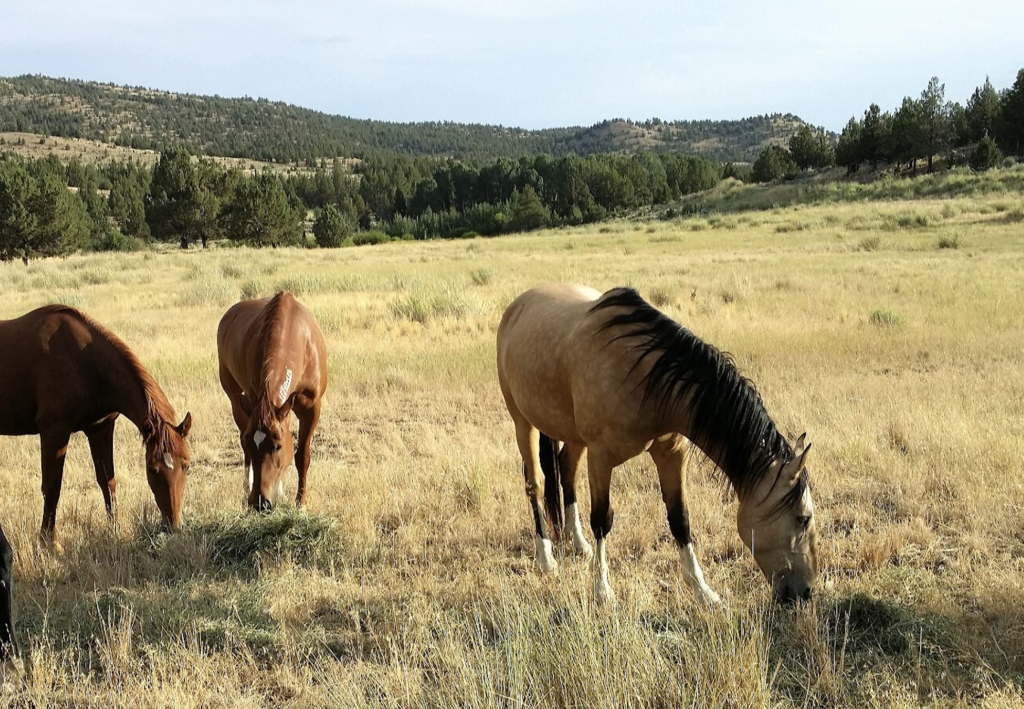 2024 Skydog Ranch