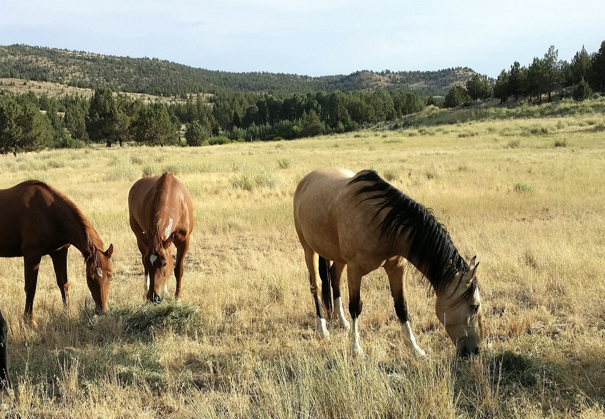 Saving Mustangs